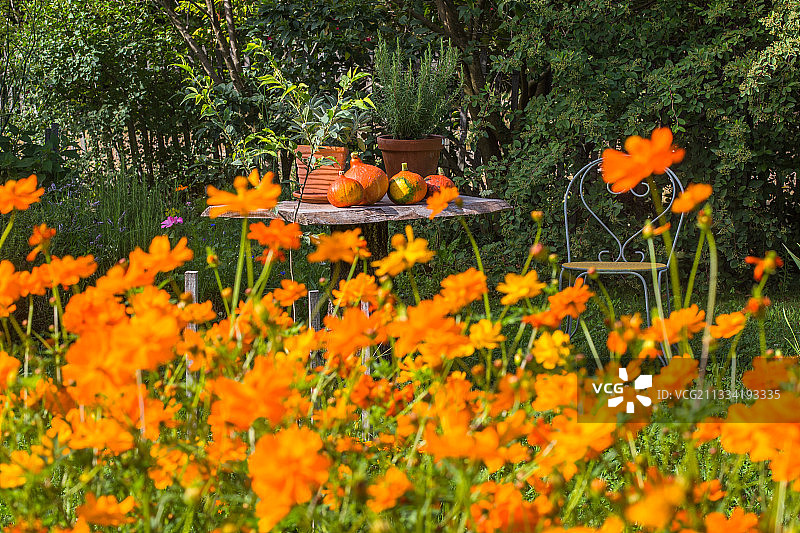 在法国普罗旺斯的菜园里，有南瓜的桌子前的宇宙花(宇宙硫)图片素材