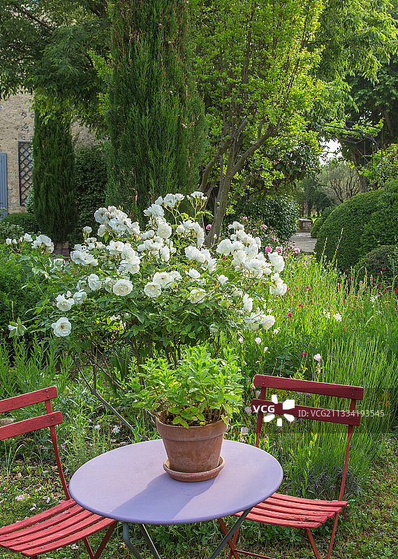 法国普罗旺斯花园，在花园圆桌、椅子和玫瑰丛“冰山”上放置薄荷花盆和修枝器图片素材