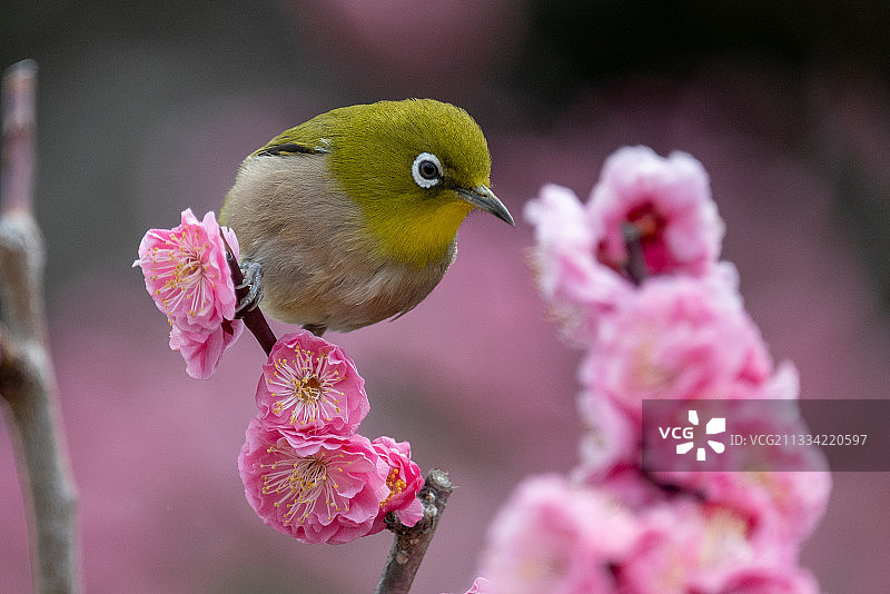 鸟栖息在樱花上的特写图片素材