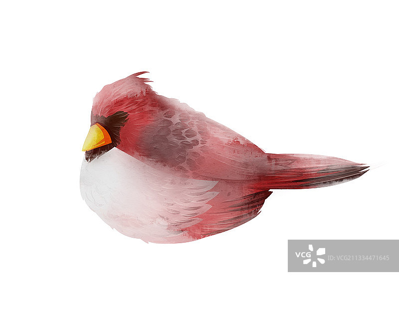中国风水彩红色麻雀鸟插画元素图片素材