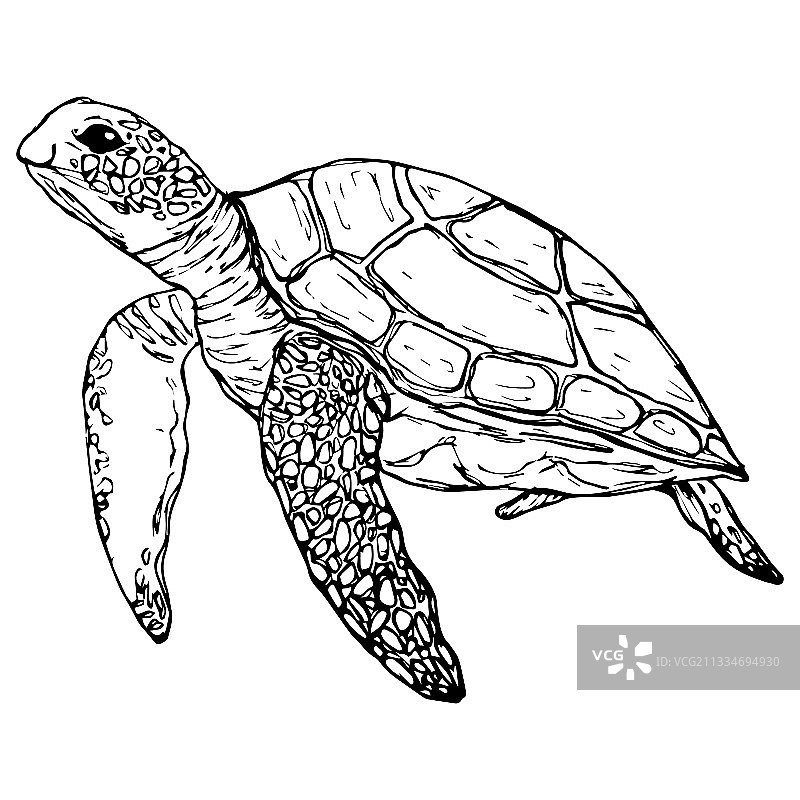 图形海龟孤立在一个白色图片素材