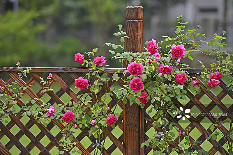篱笆上的蔷薇图片素材