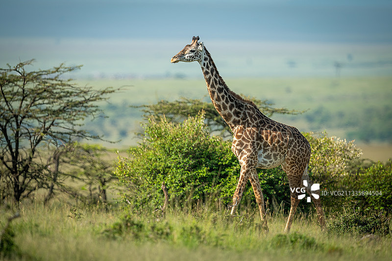 侧面拍摄的长颈鹿是走在一条小路上，纳洛克，马赛马拉，肯尼亚图片素材