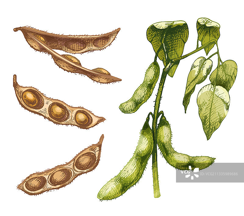 未成熟的绿色新鲜大豆豆荚带叶和图片素材