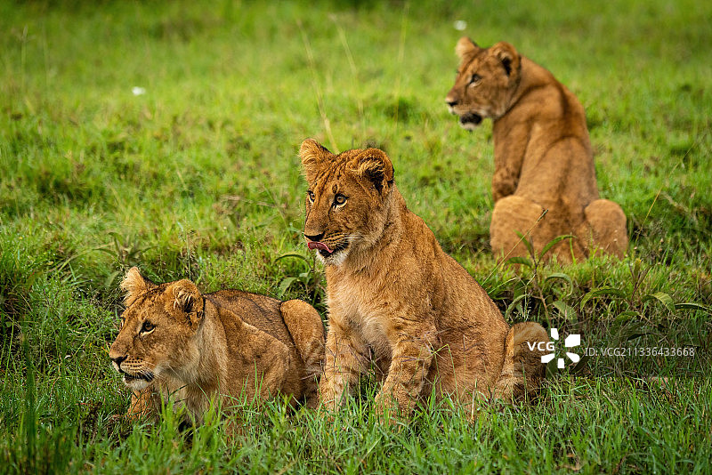 狮子家族，纳鲁克，肯尼亚马赛马拉图片素材
