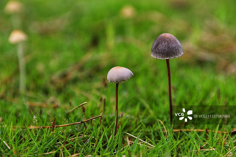 小蘑菇图片素材