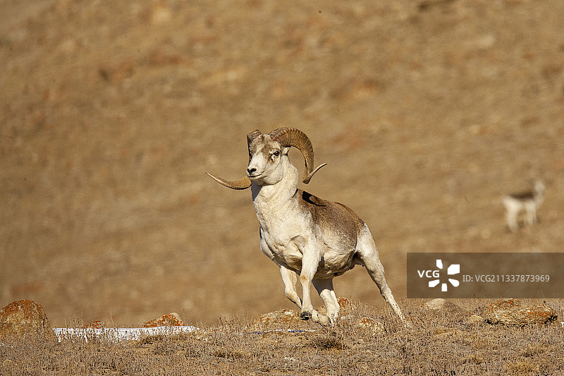 新疆塔什库尔干野生动物保护区图片素材
