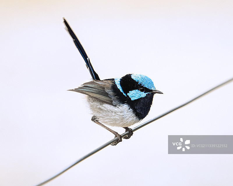 特写蓝雀栖息在电缆上，澳大利亚图片素材