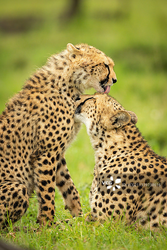 特写猎豹幼崽坐在舔母亲，Koyaki，肯尼亚图片素材