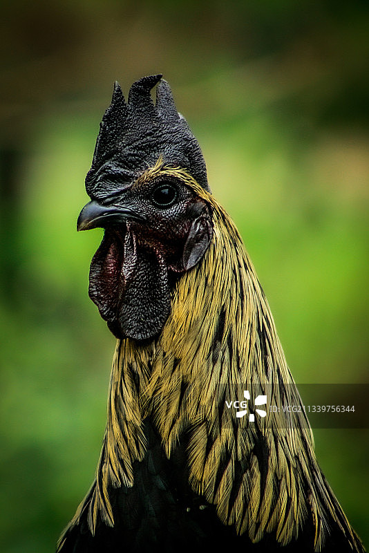 印度泰米尔纳德邦库达洛尔鸡的特写图片素材