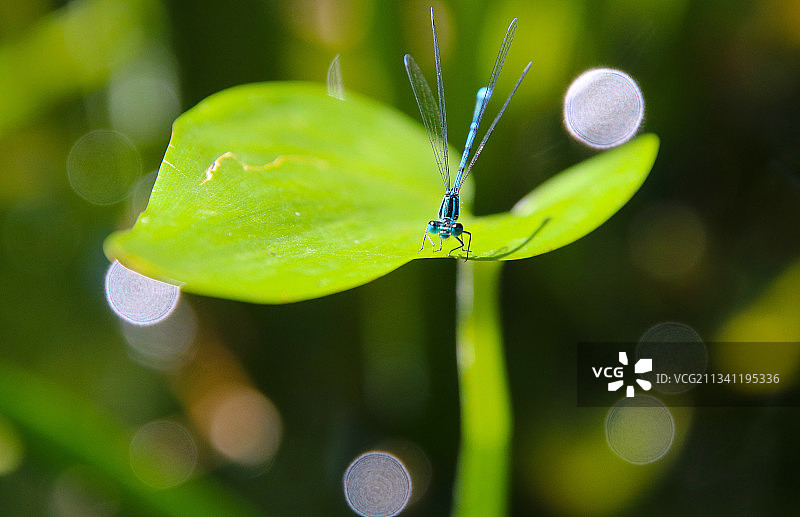 瑞士洛桑，树叶上昆虫的特写镜头图片素材