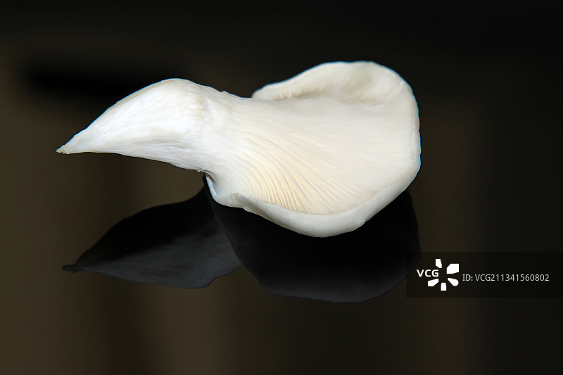 白色蘑菇图片素材