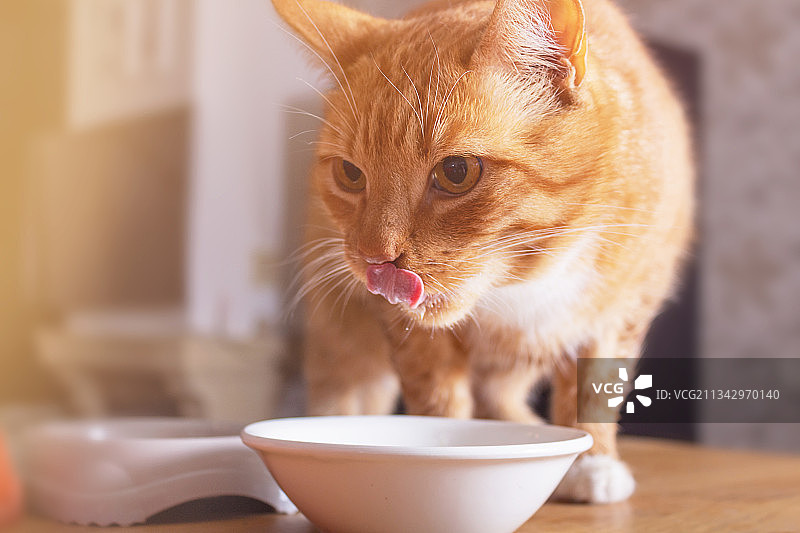 猫吃食物的特写镜头图片素材