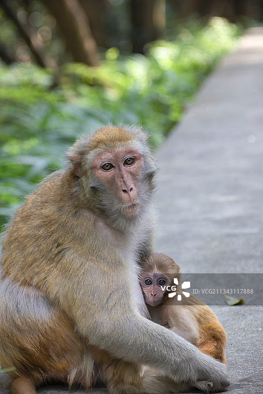 贵阳市森林公园猕猴母子特写图片素材
