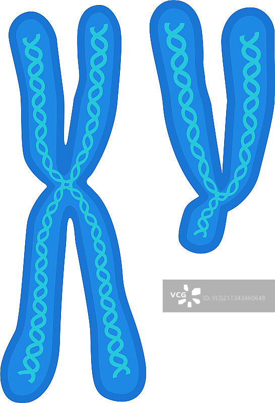 染色体生物学x和y DNA细胞图标图片素材