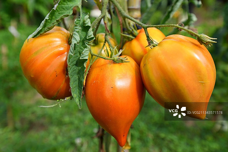 法国，番茄生长的特写镜头图片素材