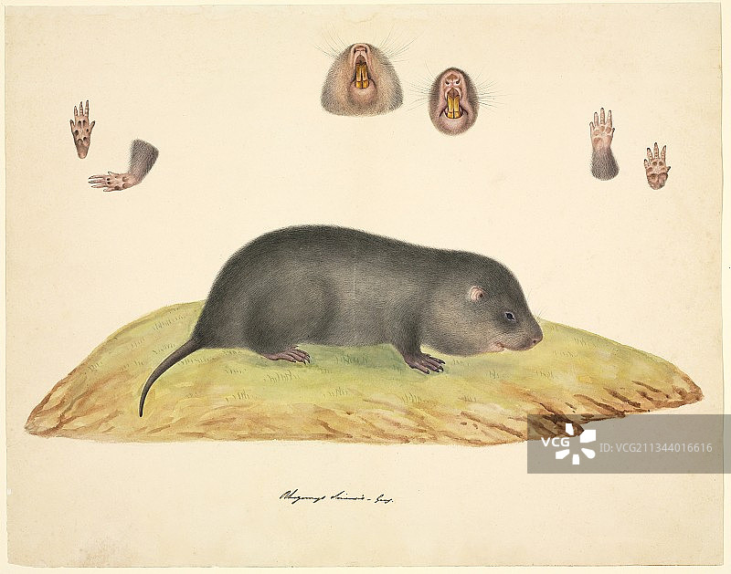 中国鼹鼠，19世纪图片素材