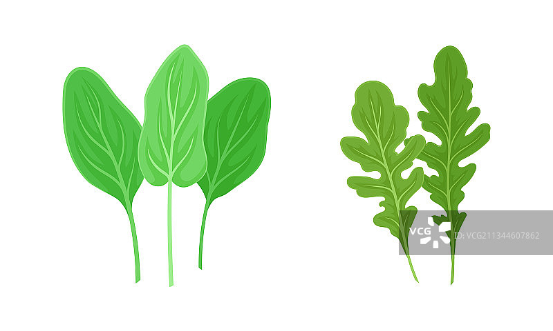 绿叶蔬菜或绿叶蔬菜作为沙拉图片素材