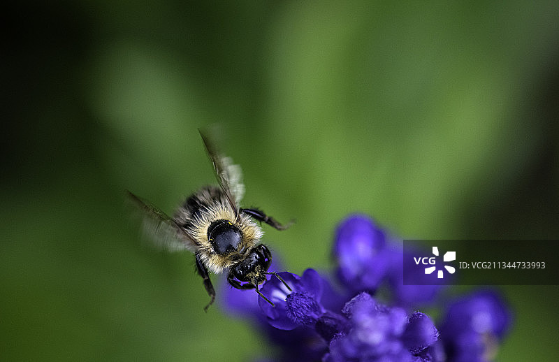 特写的蜜蜂在紫色的花，Allhallows，罗切斯特，英国，英国图片素材