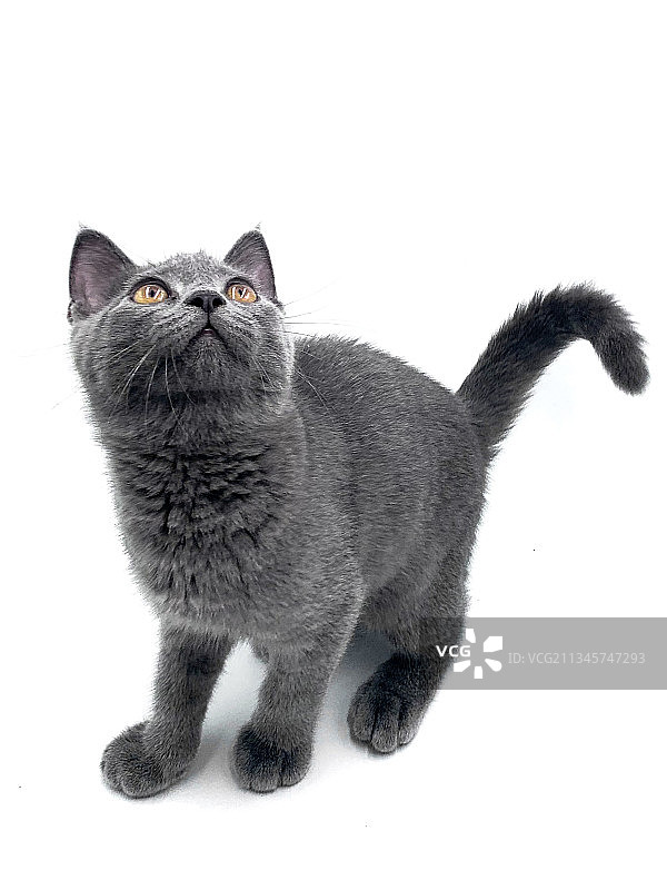 英国短毛蓝猫-敦敦图片素材
