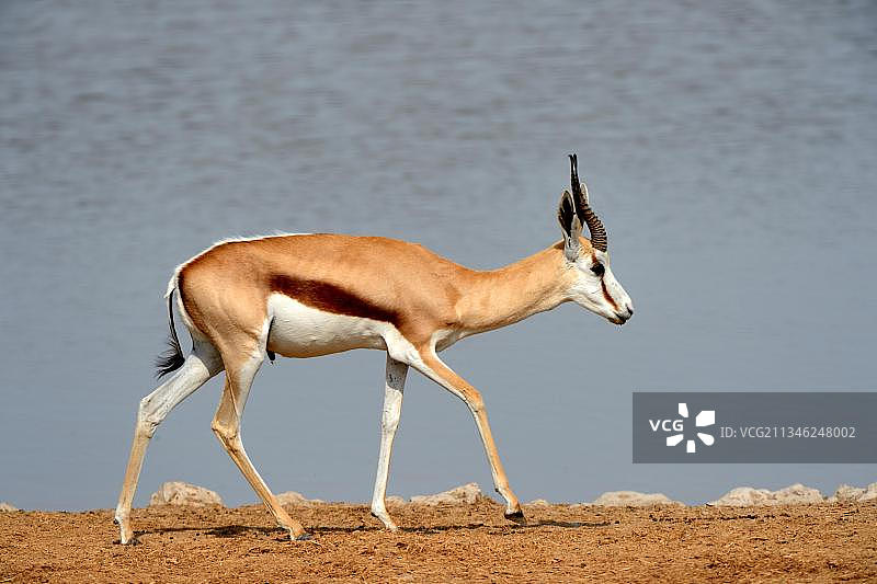 非洲纳米比亚的Etosha国家公园，旱季，在水坑前迁徙的跳羚(Antidorcas有袋目)图片素材