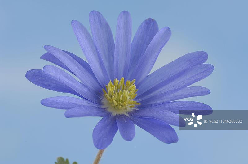 “蓝色阴影”，银莲花，希腊风之花，希腊风之花(银莲花)图片素材