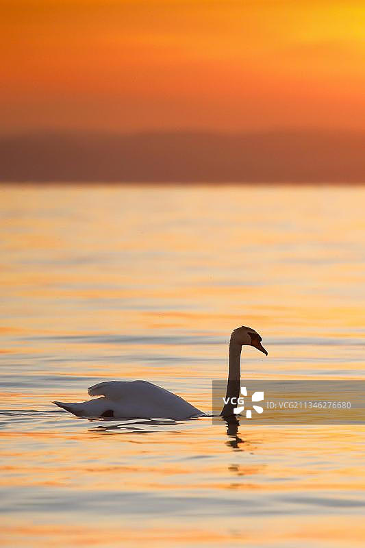 沉默的天鹅(天鹅色)，在康斯坦斯湖的日出背光游泳，Thurgau，瑞士，欧洲图片素材