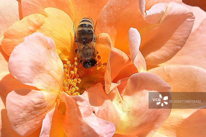 蜜蜂在花上的特写镜头图片素材