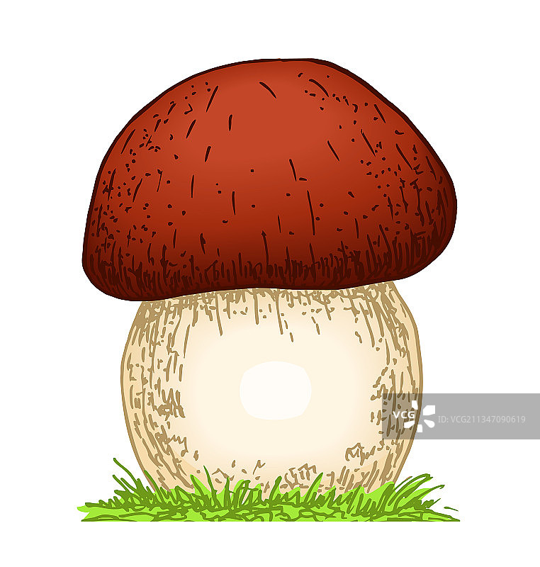 手绘蘑菇牛肝菌图片素材