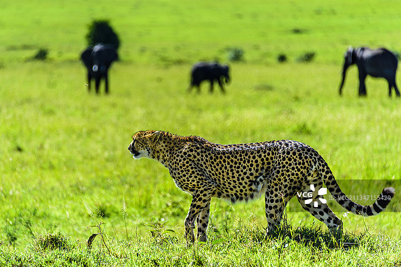 非洲肯尼亚马赛马拉的野生豹子图片素材