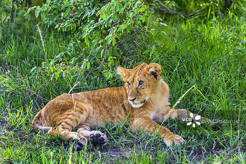 非洲肯尼亚马赛马拉的野生小狮子图片素材