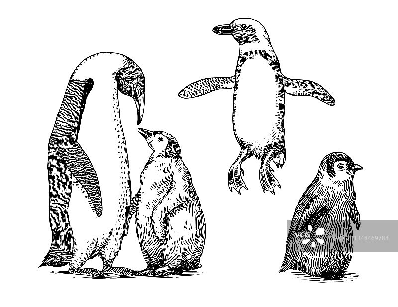 帝企鹅和可爱的宝宝组成了可爱的小家庭图片素材
