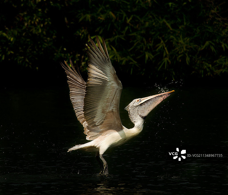 印度卡纳塔克邦，迈苏鲁，水苍鹭飞过湖面的特写镜头图片素材