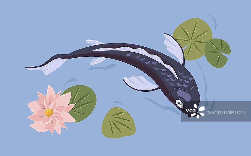 日本锦鲤在亚洲池塘里游泳图片素材