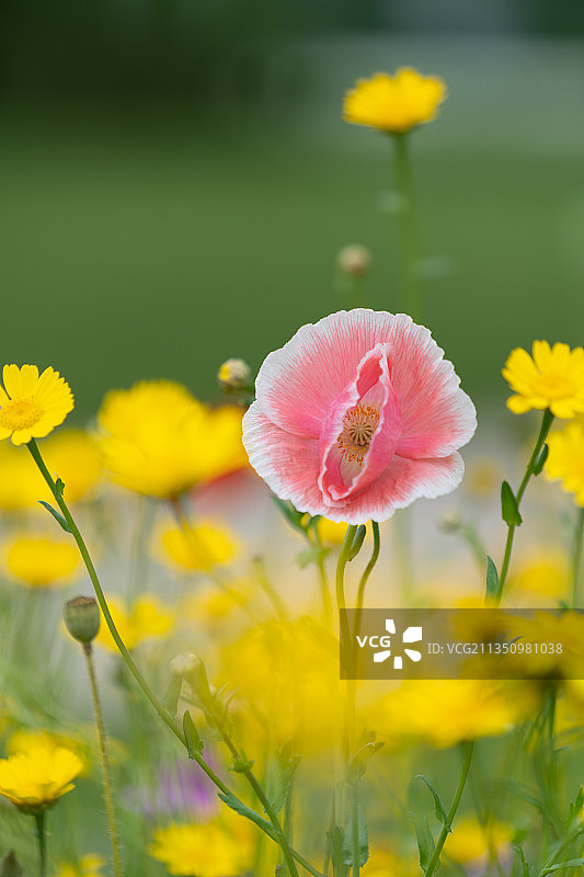特写黄色开花植物在田野，Porta Westfalica，德国图片素材