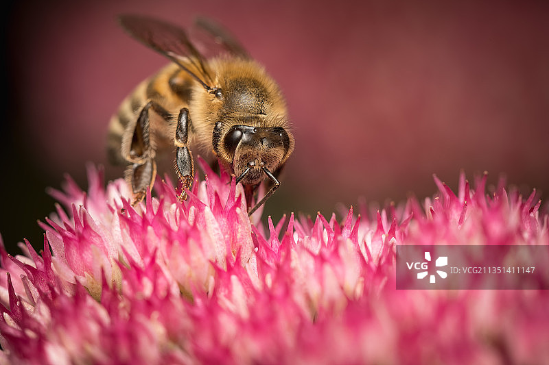 英国泰恩河畔纽卡斯尔，蜜蜂在粉红色花朵上授粉的特写镜头图片素材