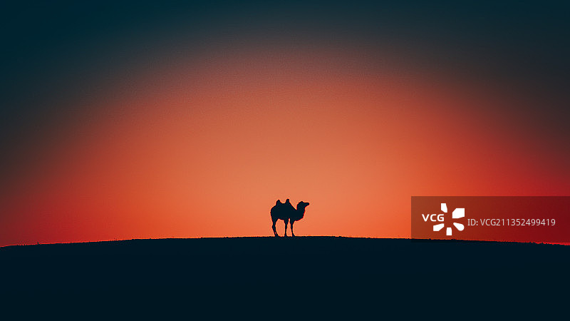 夕阳下的骆驼图片素材