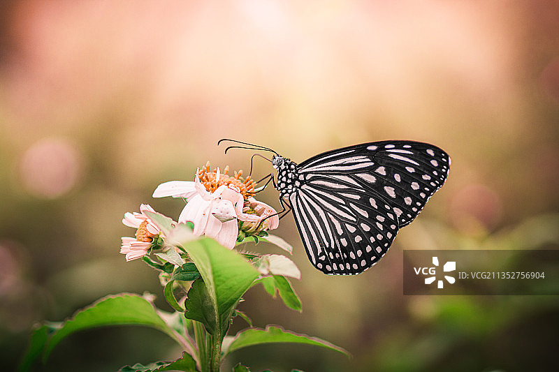 泰国苏拉特他尼，蝴蝶在花上授粉的特写镜头图片素材