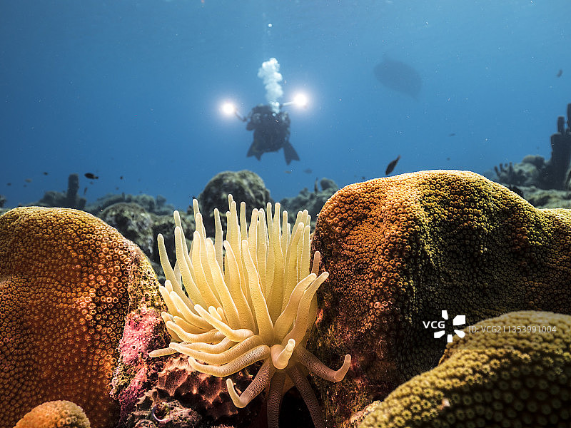 海中珊瑚的特写镜头图片素材