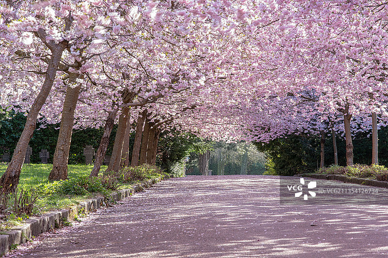 公园里樱花树的景色图片素材
