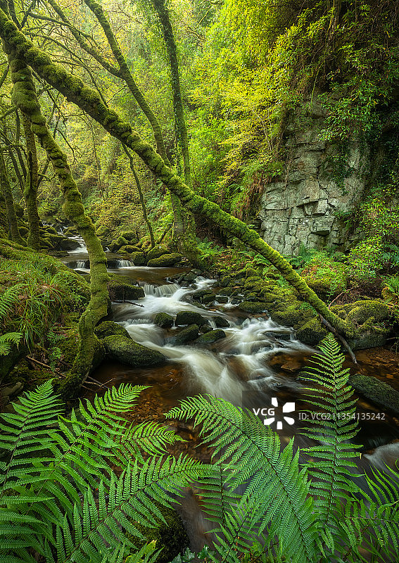 爱尔兰Muckross森林瀑布的风景图片素材
