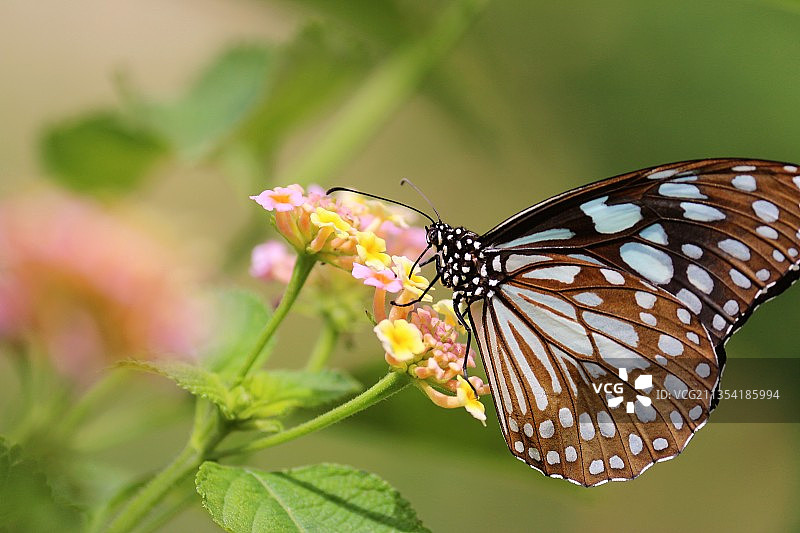 蝴蝶在花上授粉的特写镜头图片素材