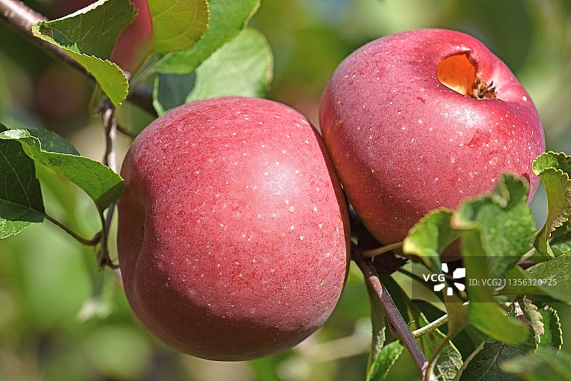 特写苹果生长在树上，蒙特卡莱特，法国图片素材