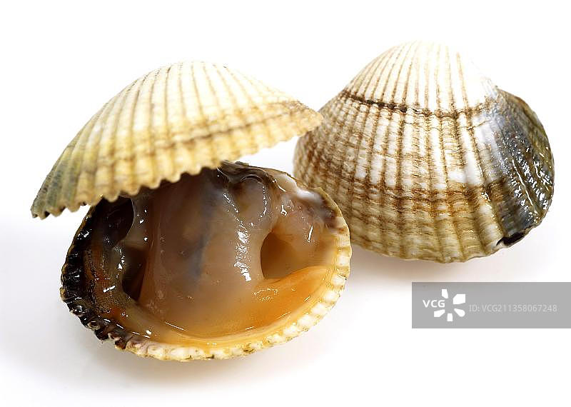 普通皱蚶，白色背景下的鲜贝壳图片素材