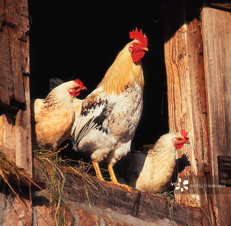 家养鸡，自由放养，公鸡和母鸡，德国，欧洲图片素材