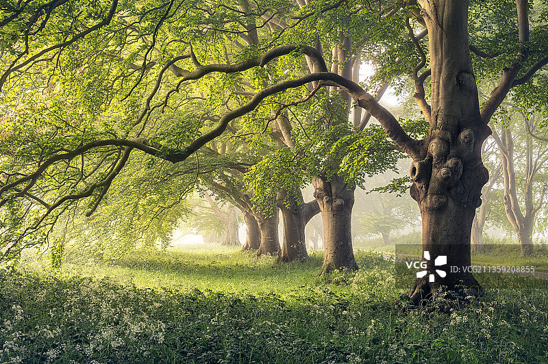 森林中的树木，金斯敦莱西，温伯恩，英国，英国图片素材