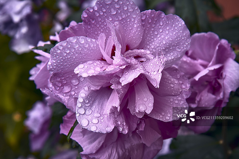 湿紫色花的特写镜头，西班牙图片素材