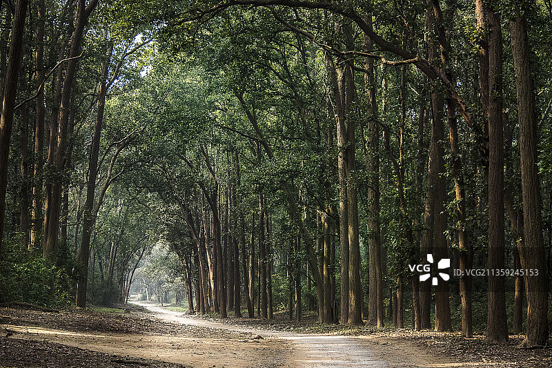 印度，吉姆·科贝特公园，树林中空旷的道路图片素材