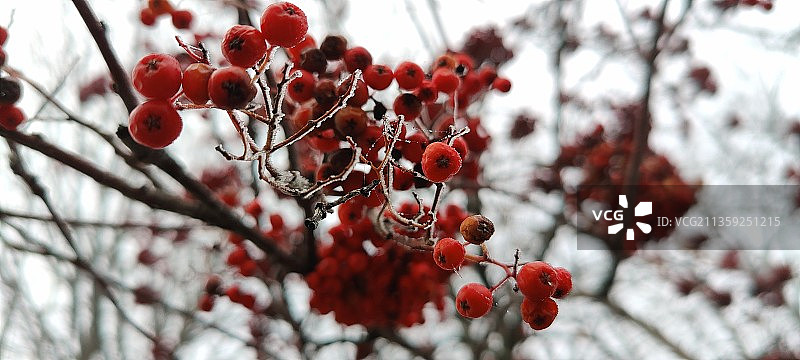 树上红色浆果的特写镜头图片素材