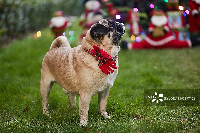 户外草地上圣诞老人雪人圣诞树前可爱的宠物狗巴哥图片素材